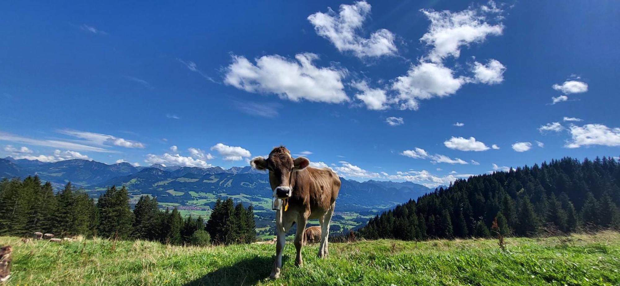 Fewo Allgaeuliebe Mit Wlan Oberstaufen Steibis 外观 照片